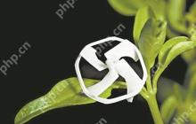 可控飞行的最小无线机器人问世