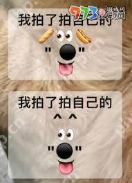 微信拍一拍有哪些小动物图标