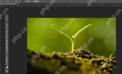 photoshop7.0怎么做羽化？photoshop7.0羽化效果使用方法