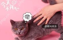 猫饼怎么添加本地音乐？添加本地音乐的方法讲解