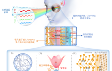 《Science》重磅！绍芯实验室科研团队成功研制超视觉假体