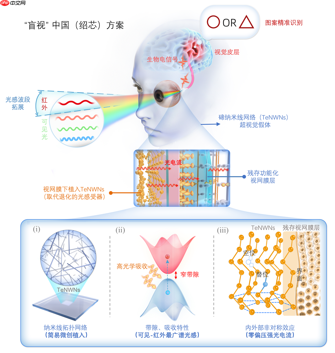 《Science》重磅！绍芯实验室科研团队成功研制超视觉假体