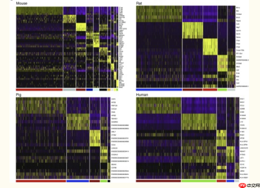 多个物种的肾脏部位巨噬细胞比较