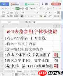 如何在Wps中设置文字光标加粗