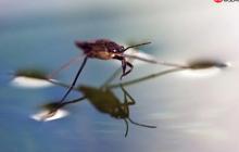 生活中的科学（一）——表面张力