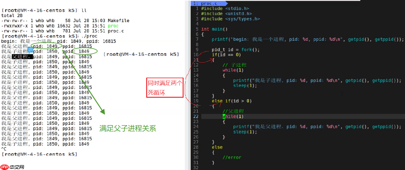 【Linux系列】fork( )函数原理与应用详解——了解【父子进程及其特性】(代码演示，画图帮助理解，思维导图，精简)（11）