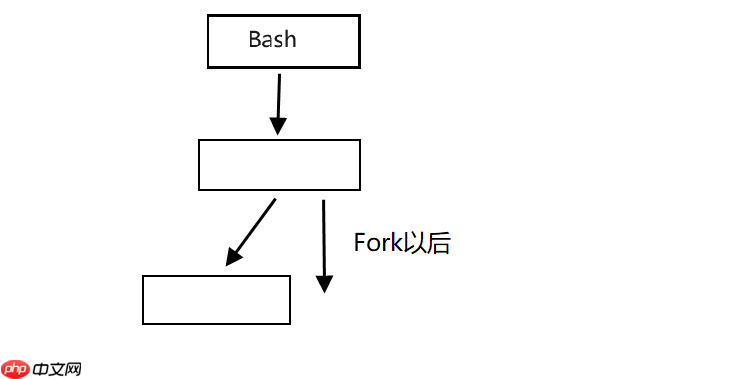 【Linux系列】fork( )函数原理与应用详解——了解【父子进程及其特性】(代码演示，画图帮助理解，思维导图，精简)（11）
