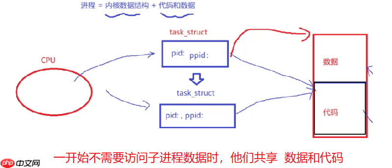 【Linux系列】fork( )函数原理与应用详解——了解【父子进程及其特性】(代码演示，画图帮助理解，思维导图，精简)（11）