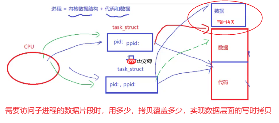 【Linux系列】fork( )函数原理与应用详解——了解【父子进程及其特性】(代码演示，画图帮助理解，思维导图，精简)（11）