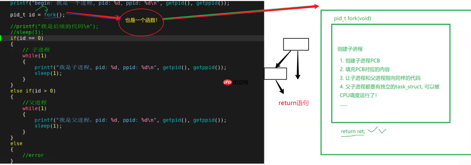 【Linux系列】fork( )函数原理与应用详解——了解【父子进程及其特性】(代码演示，画图帮助理解，思维导图，精简)（11）