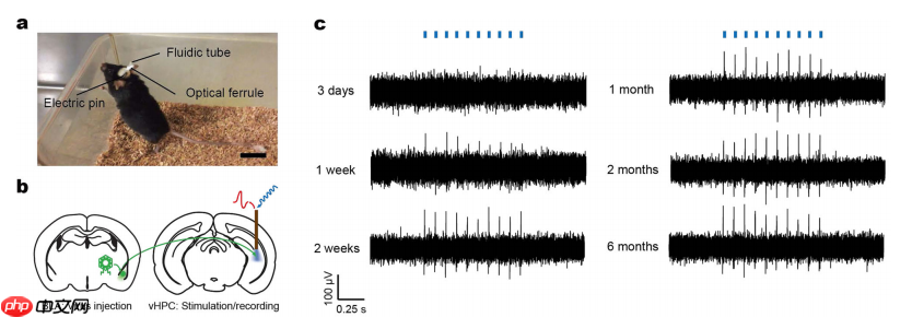 Nature子刊：基于水凝胶的灵活脑机接口
