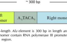 尚未找出原因的genetic disorders可以从这个角度找找原因
