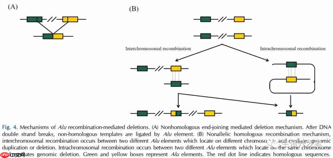 尚未找出原因的genetic disorders可以从这个角度找找原因