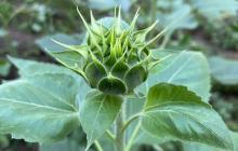 【CSP-S】冲刺2023年信息学CSP-J/S：Linux常用命令之【查看文件内容】