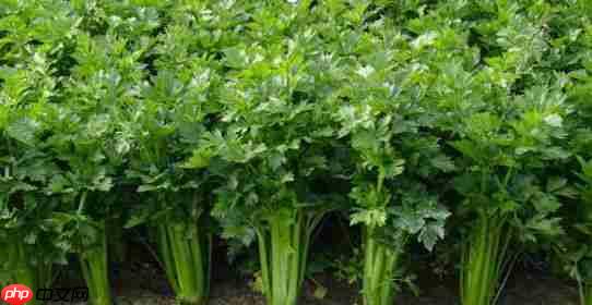 Celery实现定时任务crontab