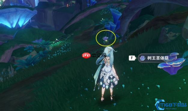 圣体菇保姆级采集路线：须弥全点位地毯式扫荡指南