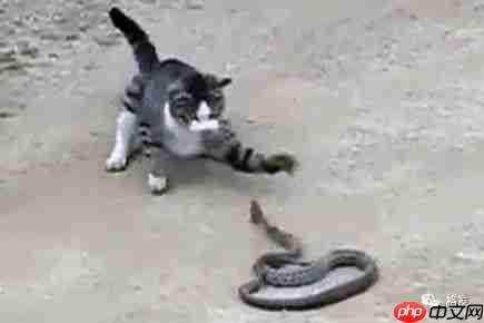 从猫蛇之战看内核戏CPU