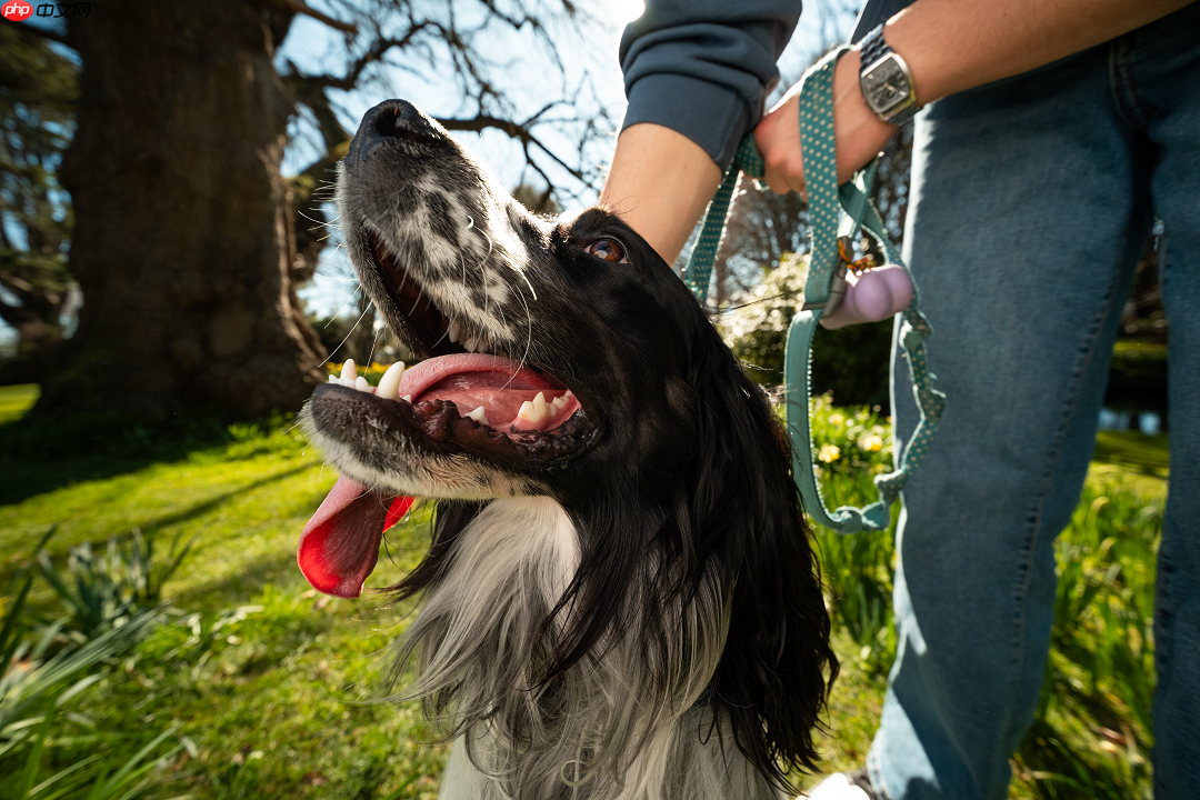仅售999元!唯卓仕AF9mm F2.8 Air超广角自动镜头来了!