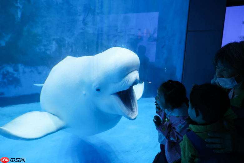 海合安文旅武汉、天津极地海洋度假区揭牌,创行主题化生活方式