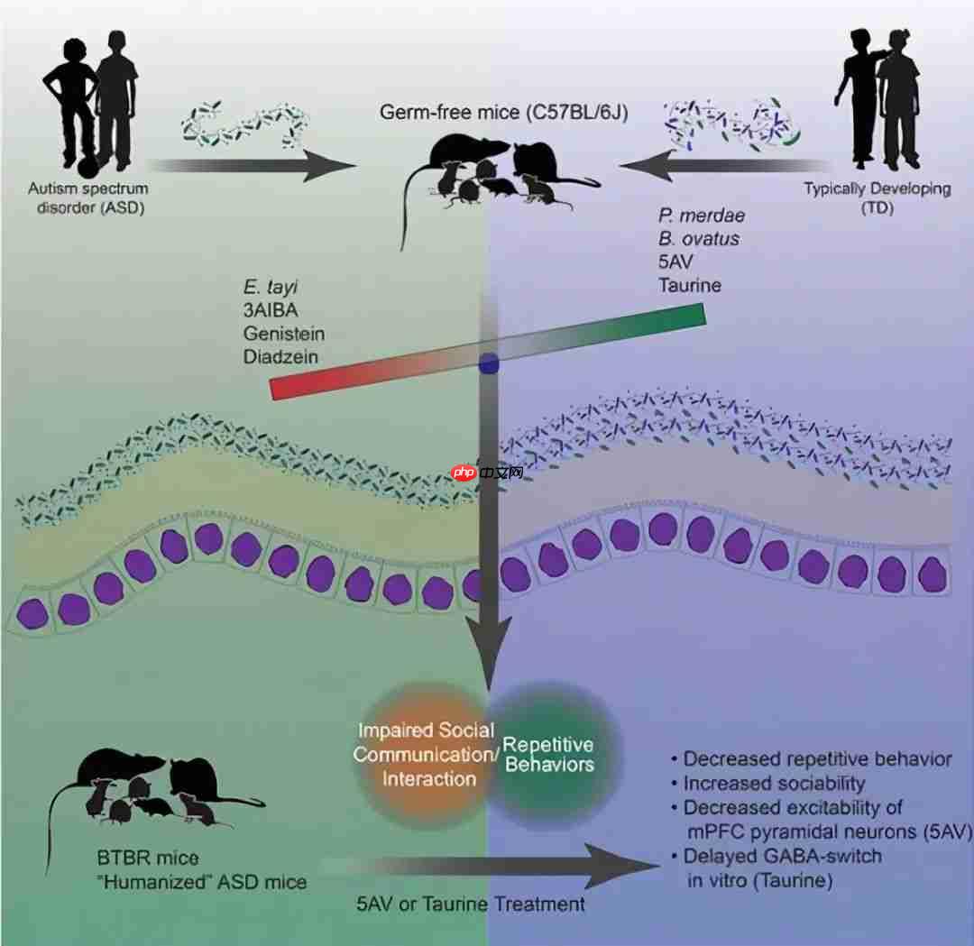肠子决定脑子,魔性or科学?
