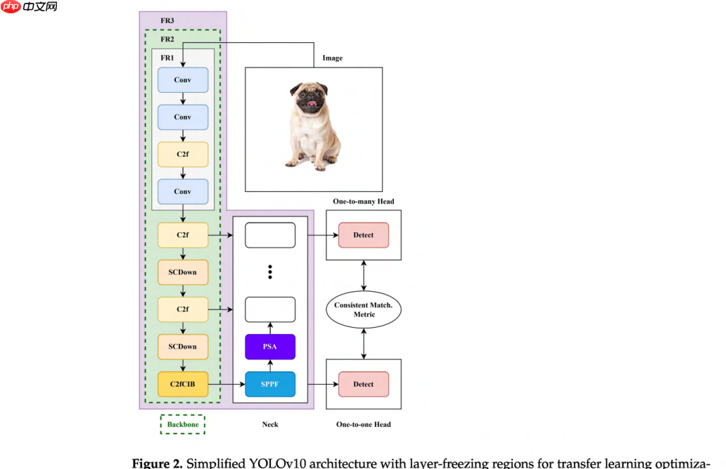 YOLO架构中层冻结策略对迁移学习的增强作用分析