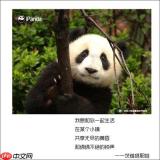 心动小镇熊猫怎么介绍