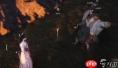 燕云十六声清河三蛇闹傻惊奇奇遇怎么做-燕云十六声清河三蛇闹傻惊奇奇遇的做法介绍