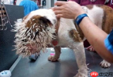 豪猪镇之秋医院故事多如何获得成就-豪猪镇之秋医院故事多成就获取方法分享