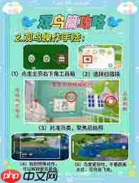 心动小镇观鸟游戏怎么玩-心动小镇观鸟游戏玩法介绍