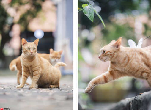 唯卓仕AF90mm F2.2 EVO 正式发布，APS-C画幅长焦人像之选