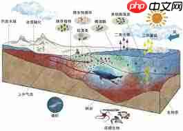 哪种海洋生态系统被誉为海洋生物的幼儿园-被誉为海洋生物幼儿园的是哪种海洋生态系统