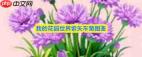 我的花园世界紫矢车菊怎么样