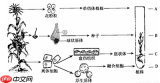 失控进化种子优质基因如何搭配