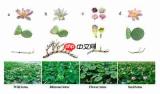 失控进化种子优质基因如何搭配