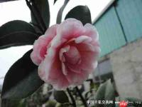 异环茶花会弧盘有什么作用