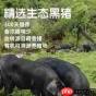 我要当老祖厚土猪怎么样