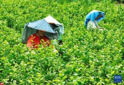 福州:非遗茶香赋能文旅新发展