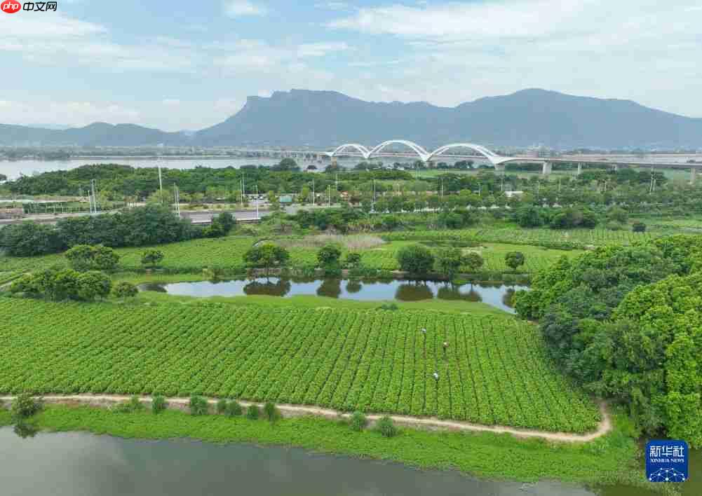 福州：非遗茶香赋能文旅新发展