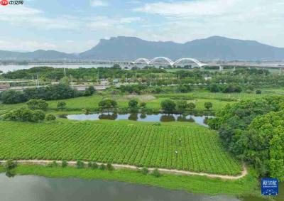 福州：非遗茶香赋能文旅新发展