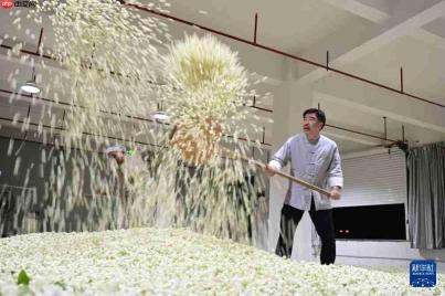 福州:非遗茶香赋能文旅新发展