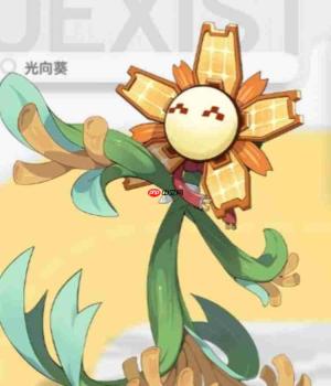 望月光向葵怎么样光向葵介绍