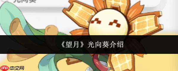 望月光向葵怎么样光向葵介绍