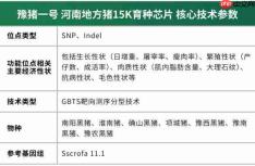 河南突破生猪育种 “豫猪一号”芯片开启基因育种新局!