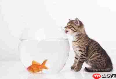 小猫咪大城市中鱼的位置在哪里