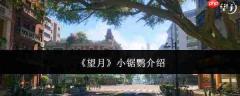 望月小锯鹦怎么样小锯鹦介绍