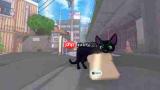 小猫咪在大城市如何回家