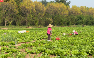 双节度假新去处|彩虹湾城市娱水度假区推出系列主题节庆活动
