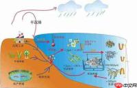 浮游植物在海洋生态系统中属于什么成分