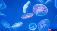 浮游植物在海洋生态系统中属于什么成分