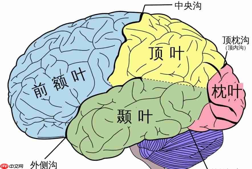 光遗传学摘得2026诺贝尔奖!阿尔茨海默病迎来治愈曙光